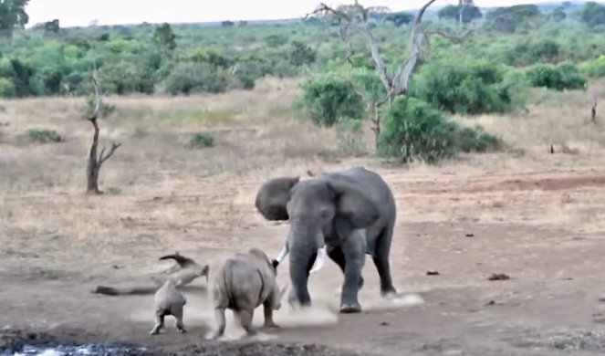 (VIDEO) JEDNA JE MAJKA! Mama nosorog nasrnula na puno većeg slona da odbrani mladunče