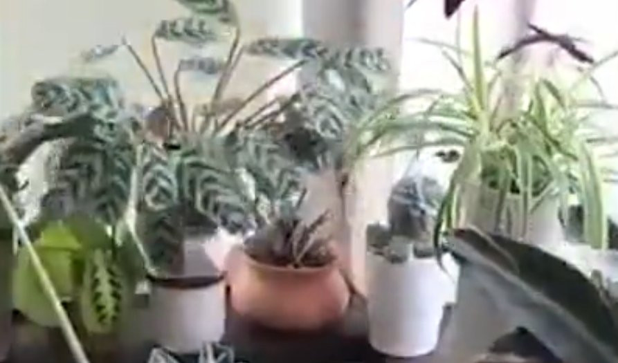 (VIDEO) NEVEROVATAN PRIZOR! Da li ste znali da biljke umeju da plešu?