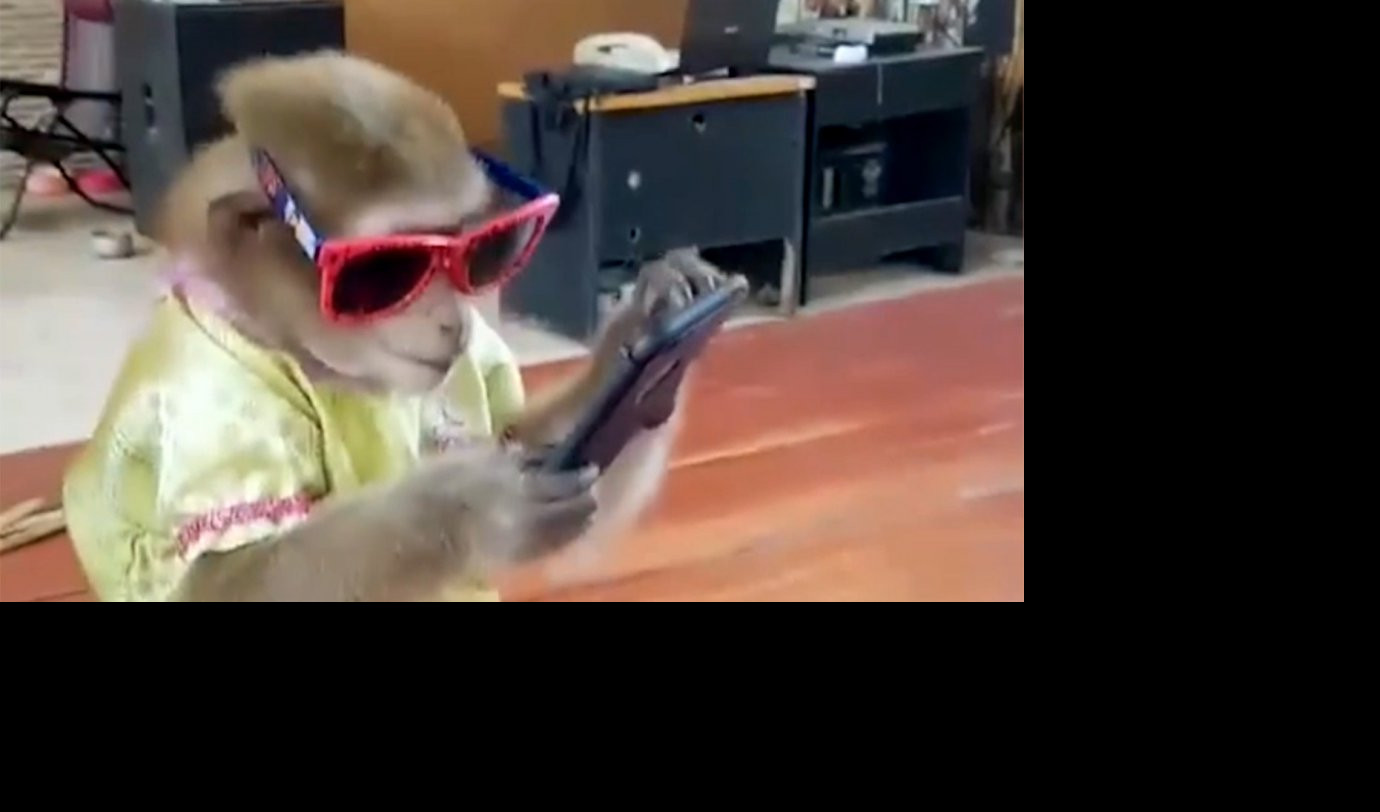(VIDEO) OVO JE GENIJALNO MAJMUNČE! Koristi android telefon i fura naočare za sunce!