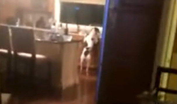 UHVAĆEN NA MESTU ZLOČINA! U pola noći se ušunjao u kuhinju! (VIDEO)