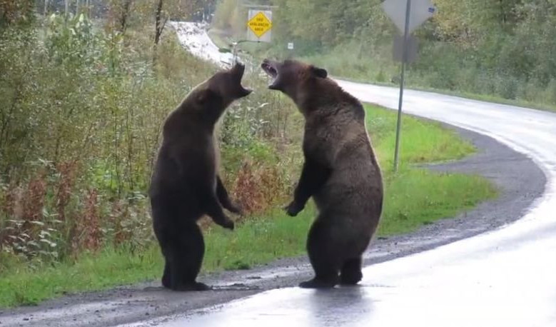 (HIT VIDEO) OVAJ VIDEO ZA JEDAN DAN PREGLEDAN JE TRI MILIONA PUTA! Borba medveda za ženku nasred ulice, A SVE TO IZ PRIKRAJKA POSMATRA OVAJ KRVOLOK!