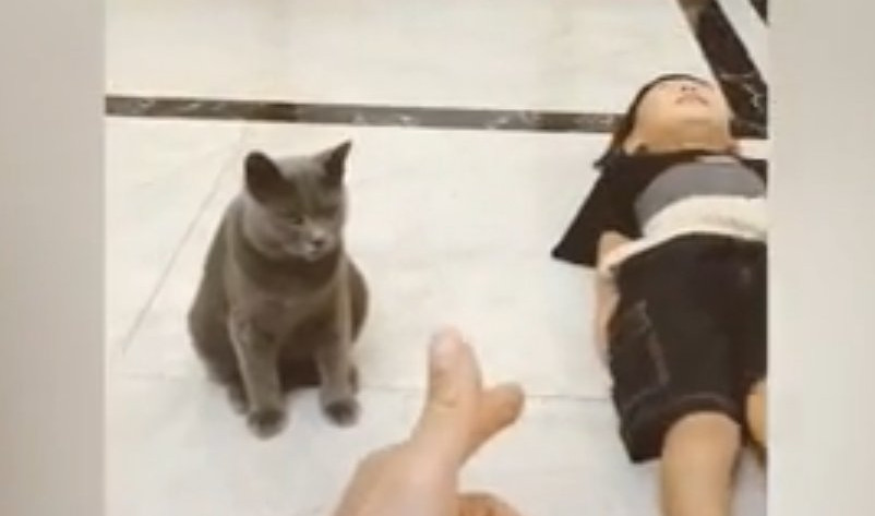 ONA GLUMI ZA OSKARA! Ovakva mačkica može odmah u Holivud! (VIDEO)