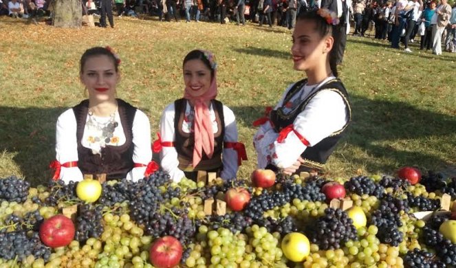 (FOTO) OBRAŠE SE VINOGRADI... Više od pola veka u Topoli se slavi u čast grožđa i vina, OPLENAČKA BERBA od 11. do 13. oktobra