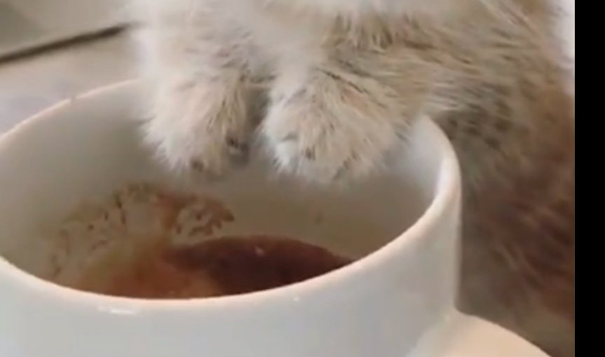 ZA DOBRO JUTRO! Ovo je najslađa šoljica kafe! (VIDEO)