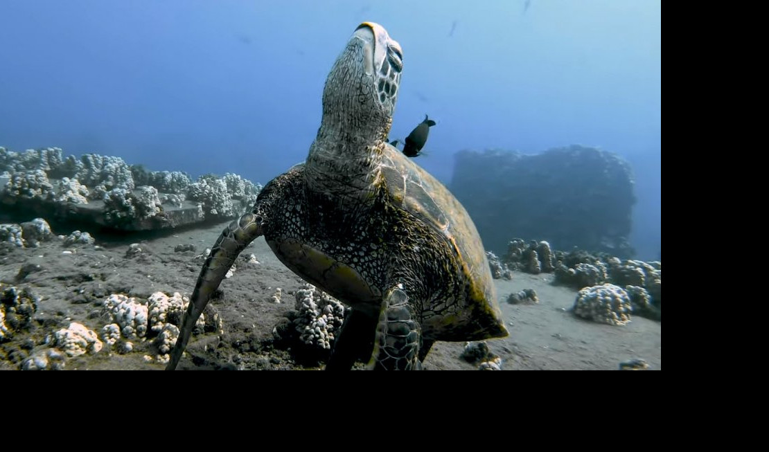 TUŽNO! Morske kornjače POJEDU PLASTIKU iz jednog razloga - mnogi ovo nisu znali!