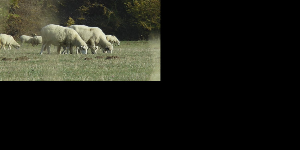 DALEKO BILO! Meštani sela videli MOMKA dok je radio ''ONO'' sa ovcama - Njegova majka od ŠOKA odlučila OVO!