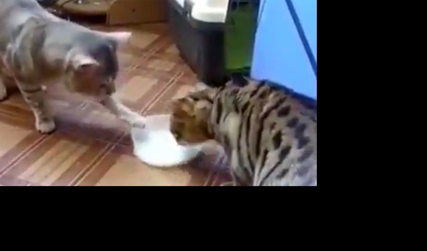 DA LI DELE ILI OTIMAJU? Jedna činija mleka, dve mačke i puno smeha u jednom snimku! (VIDEO)