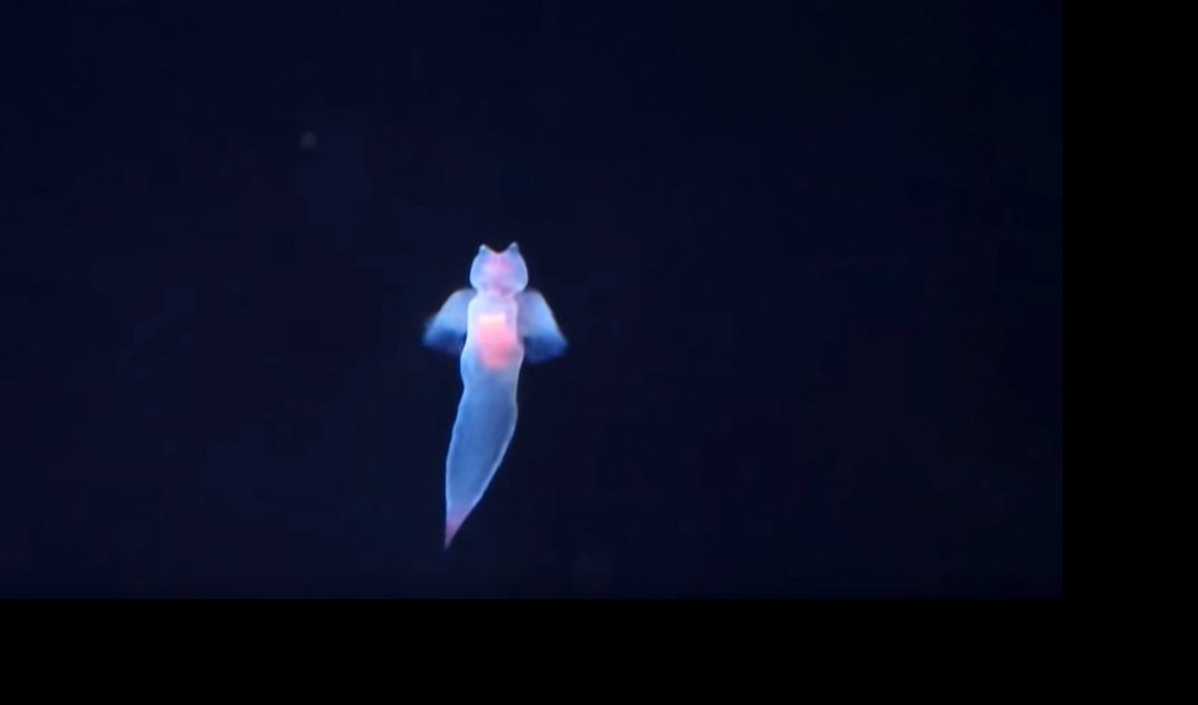 U JADRANU SNIMLJENI "MORSKI ANĐELI"! Ovaj plivajući puž izgleda ZADIVLJUJUĆE! (VIDEO)