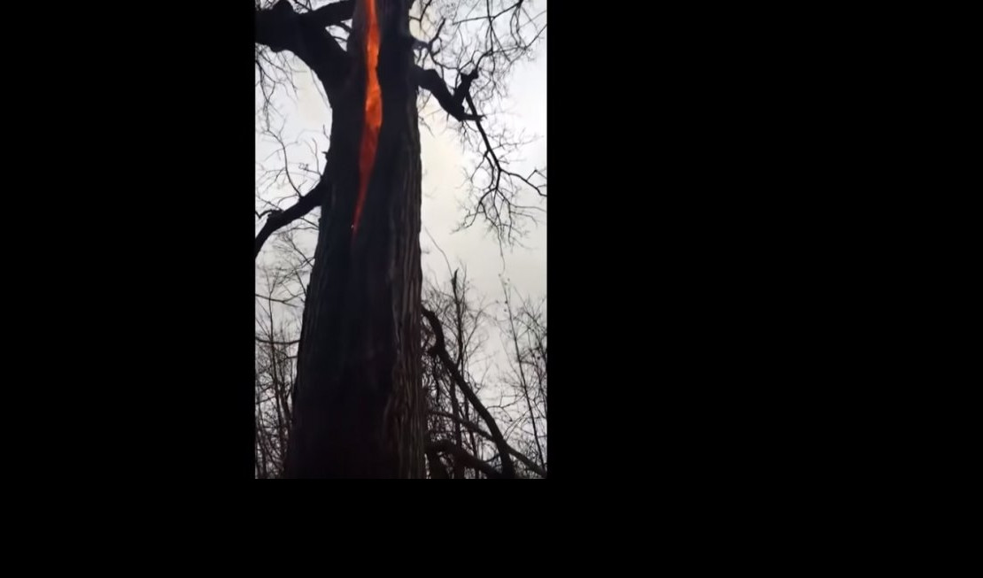 19,7 MILIONA PREGLEDA! Snimak drveta koje gori iznutra nakov udara groma, ZAPANJIO TVITERAŠE! (VIDEO)