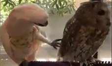 KAKVO JE TO BOJE PERJE! Papagaj verovatno misli da je on jedina pernata životinja! (VIDEO)