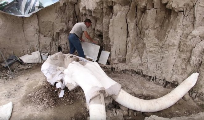 NAJVEĆE OTKRIĆE DO SADA! Naučnici pronašli kosti MAMUTA STARE 14.000 GODINA! (VIDEO/FOTO)