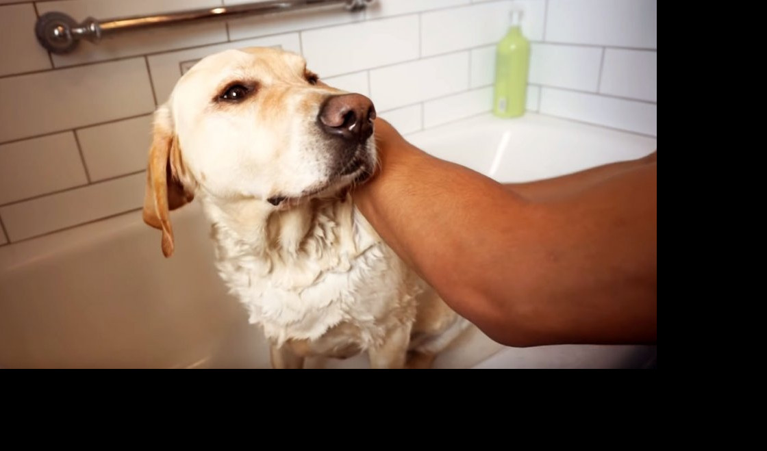 STRUČNJACI PREPORUČUJU: Kupajte svog psa DVA PUTA MESEČNO!