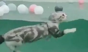 NEVEROVATNO! Ali izgleda da ove krznene životinje obožavaju kupanje! (Video)