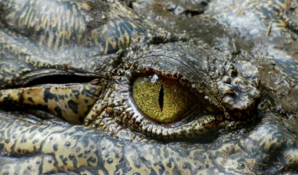 Naučnici pronašli ostatke praistorijskog krokodila! Ovaj slučaj otkriva nešto NOVO o njihovom poreklu!