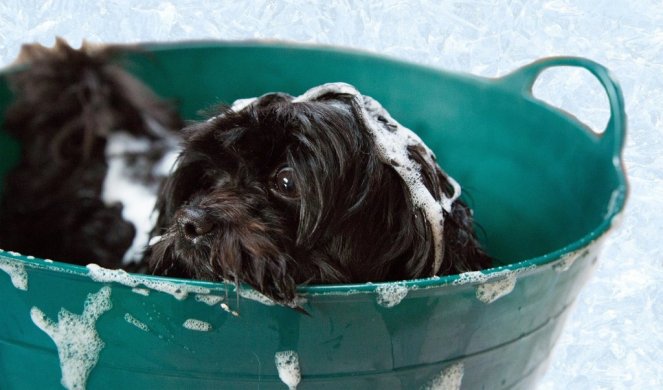 POMOĆ U KADI! Ovako jedan pas uživa u kupanju! (Video)