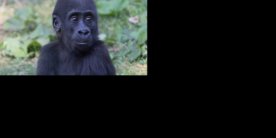 (VIDEO) ZVEZDA JE ROĐENA: Ova beba gorila udara u grudi kao u bubnjeve, a za posetioce ZOO vrta IMA PRIPREMLJEN ŠOU!