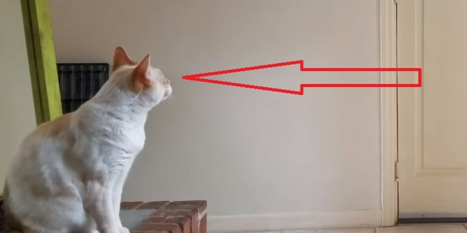 NEODOLJIV ZALOGAJ! Maca ugledala KOBASICE, pa se odlučila za SKOK! Ono što se desilo NASMEJALO je sve! (VIDEO)