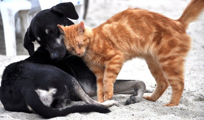 NEVIĐENA LJUBAV! Pas i mačka u zagrljaju! (Video)