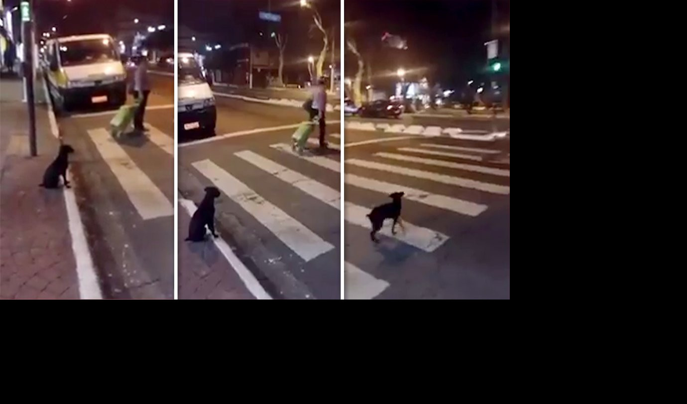 PAS KOJI JE POŠTOVAO SEMAFORE! Oduševiće vas kuca koja čeka zeleno svetlo na pešačkom! (Video)