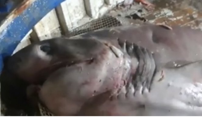 (VIDEO) UHVAĆENA MORSKA NEMAN TEŠKA POLA TONE! Ribari kod Šibenika ostali u šoku kada su privukli mrežu!