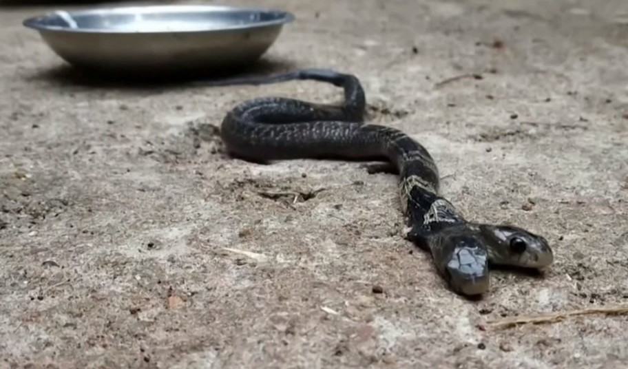 (VIDEO) PREDZNAK VELIKE NESREĆE! Dvoglava zmija otrovnica podigla selo na noge, SVI SE PITAJU ŠTA ĆE SE LOŠE DESITI!