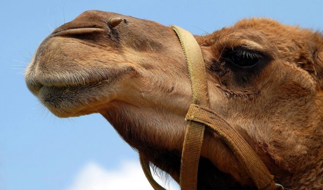 DA LI JE OVO PEŠČANA VERZIJA TITANIKA?! Seli su na kamilu, a onda je počela agonija! (Video)