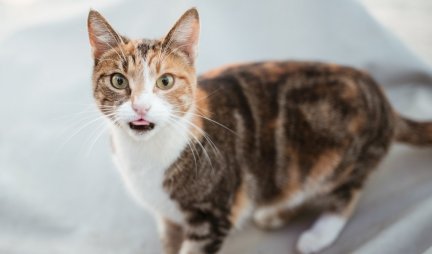 (FOTO) Mačka nestala iz kuće, a nekoliko sati kasnije, njen vlasnik je pogledao kroz prozor i ŠOKIRAO SE