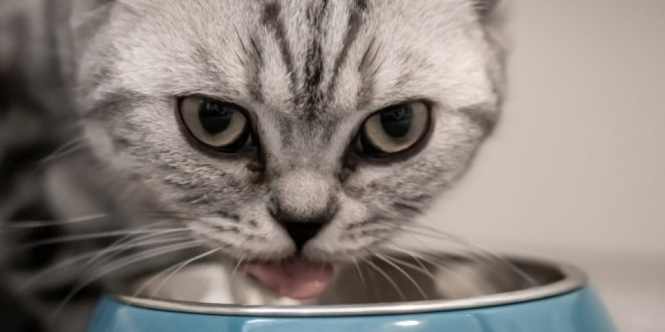 BEŽI TAMO! Mačka ne želi da deli hranu! (Video)
