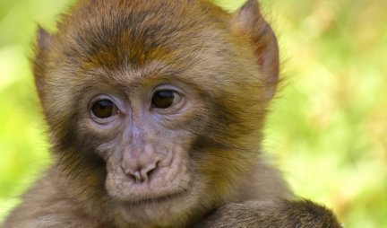 VELIKA LJUBAV! Majmunče se ponaša kako brižna mama! (Video)