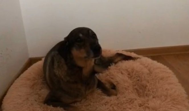 (VIDEO) Svaki put kada čuje himnu "Bože pravde", ovaj pas URADI NEŠTO NEVEROVATNO!