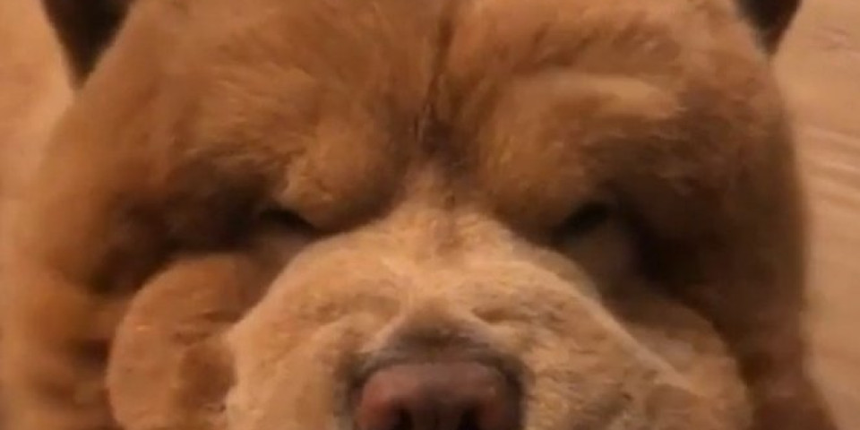 (FOTO) Ovaj pas ima oko POLA MILIONA pratilaca na Instagramu, a kada ga vidite biće vam jasno i ZAŠTO!