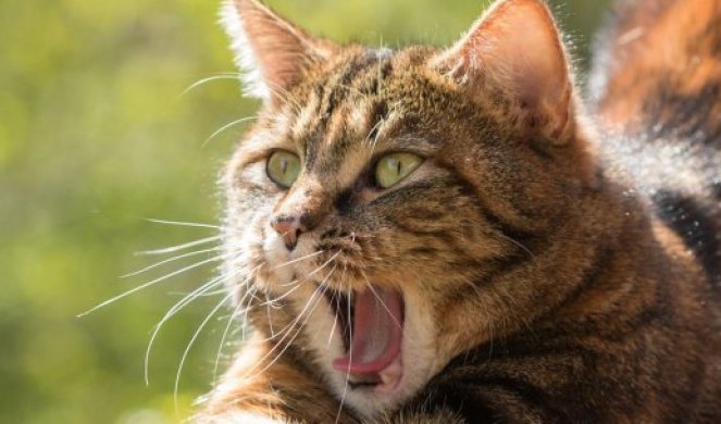 FUJ! BLJAK! Nećete verovati čega se mačke gade! Totalni šok! (Video)