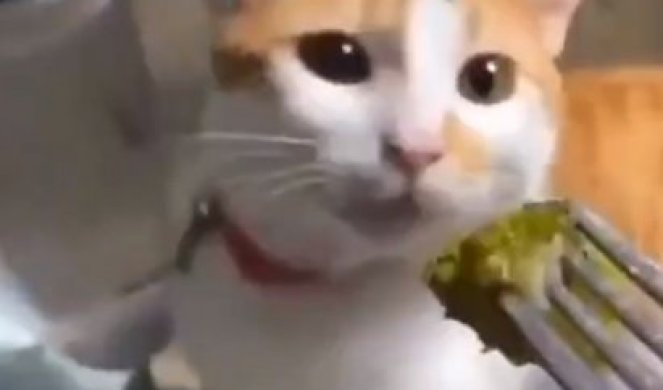 (VIDEO) "JA DA JEDEM TO? BLJAK!" Reakcija ove mačke na brokoli NASMEJAĆE VAS DO SUZA