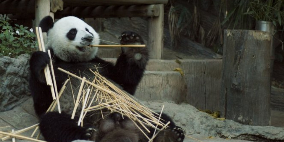 DŽINOVSKA panda Ja Ja vraća se iz SAD u Kinu posle dve decenije