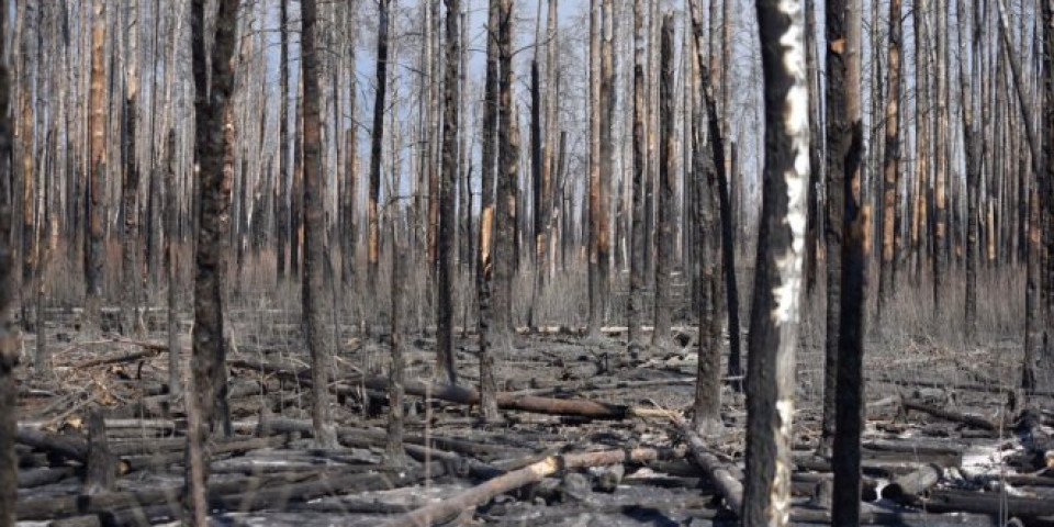 (VIDEO) APOKALIPSA! POŽAR OPUSTOŠIO SVE! Hektari spaljenih šuma kod Černobilja!