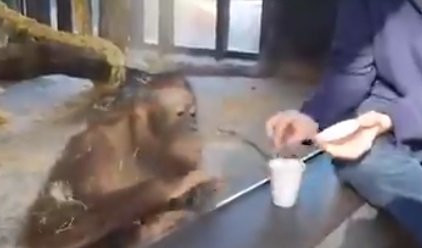 (VIDEO) Majmunu su pokazali trik sa plastičnom čašom: Nekoliko sekundi bio je začuđen, a onda...ONO ŠTO JE URADIO NASMEJAĆE VAS DO SUZA!