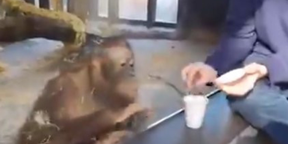 (VIDEO) Majmunu su pokazali trik sa plastičnom čašom: Nekoliko sekundi bio je začuđen, a onda...ONO ŠTO JE URADIO NASMEJAĆE VAS DO SUZA!