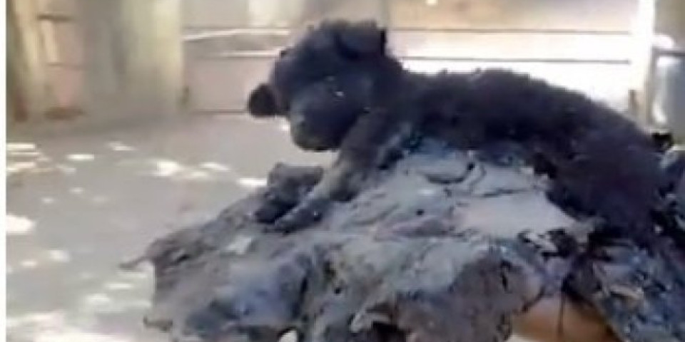 (VIDEO) Spasavanje ovog psića dirnulo je ljude širom sveta: Mislili su da mu nema pomoći, ali se DESILO ČUDO