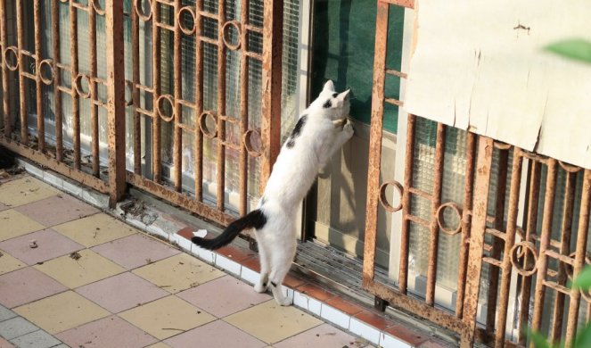 (VIDEO) Mačka naletela na pacova na ulici i baš kad je htela da ga smaže, USLEDIO JE ŠOK
