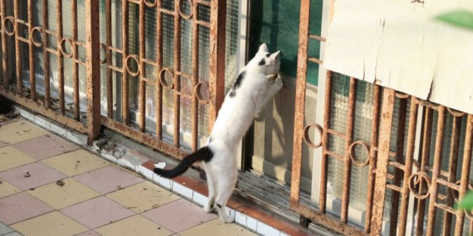 (VIDEO) Mačka naletela na pacova na ulici i baš kad je htela da ga smaže, USLEDIO JE ŠOK