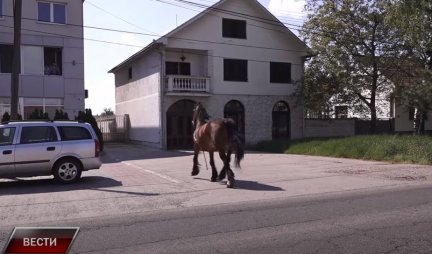 (VIDEO) KONJ "PREKRŠIO" POLICIJSKI ČAS pa prošetao pustim ulicama Stare Pazove! Neobičan snimak se širi internetom!
