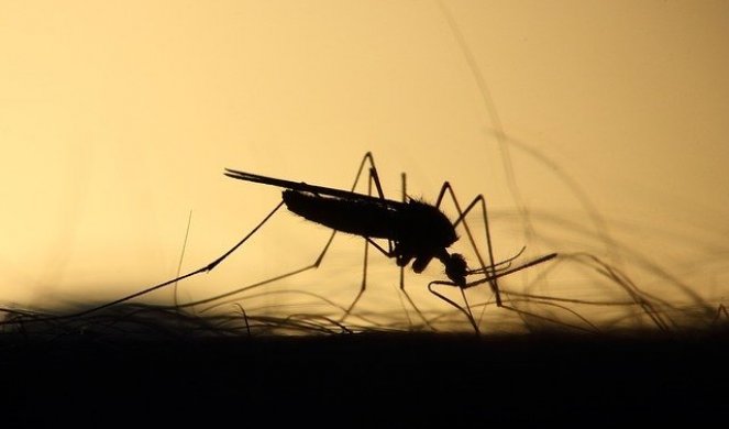 VIŠE NAM NEĆE PITI KRV! Naučnici našli rešenje da ljudi postanu nevidljivi za komarce!