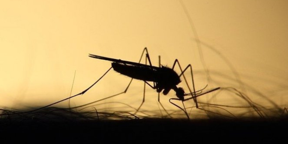 UKLONITE INSEKTE IZ SVOG DOMA! Ovaj trik tera komarce i muve kao od šale!