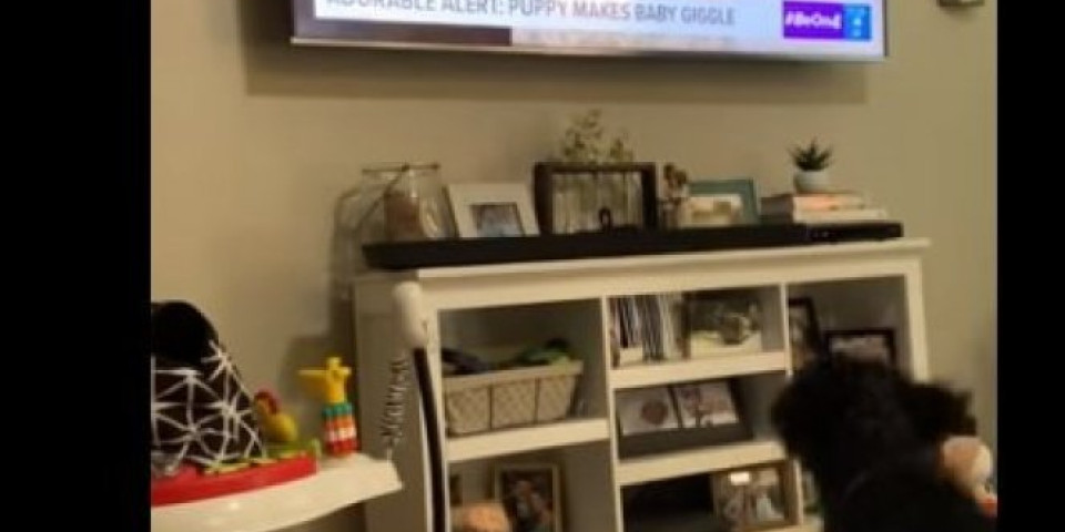 (VIDEO) Pas je stao ispred televizora, a kada je ugledao jedan prizor, uradio je NEVEROVATNU STVAR