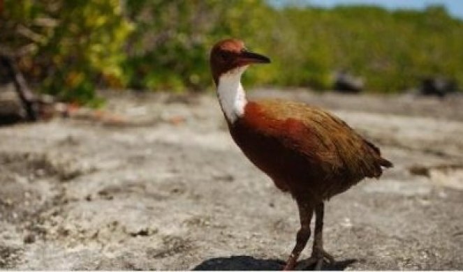 NAUČNICI U ČUDU! Izumrla ptica se pojavila – posle 100.000 godina!