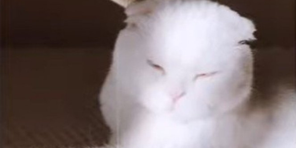 NIKO JE NIJE ŽELEO, A ONDA... Ova mačka ima RAZLIČITU BOJU očiju - nećete verovati kako IZGLEDA! (VIDEO)