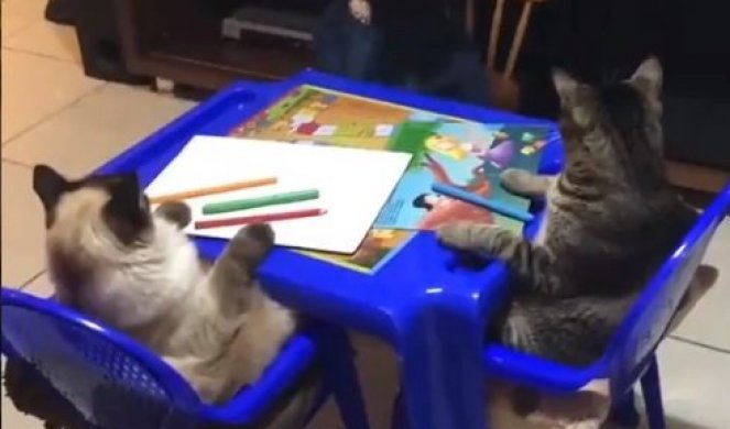 (VIDEO) Devojčica odlučila da nauči mačke da crtaju cvet, sela na u stolice, a njihova REAKCIJA JE URNEBESNA