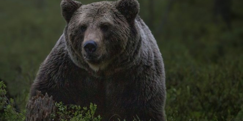 Nadzorne kamere snimile medveda i svi se pitaju: DA LI JE MOGUĆE DA RADI TO?! /VIDEO/