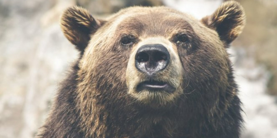 (FOTO) Ovo je bio nausamljeniji medved na svetu, a onda se desilo NEŠTO NEVEROVATNO