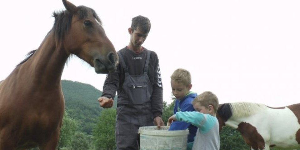 PORED MORAVE GALOPIRA 25 LEPOTANA! Već treća generacija Milosavljevića srećno odrasta uz konje!